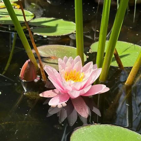 Cosy Garden Alblasserdam