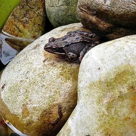 Cosy Garden Bed & Breakfast Alblasserdam