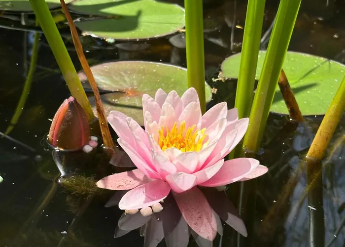 Cosy Garden Alblasserdam
