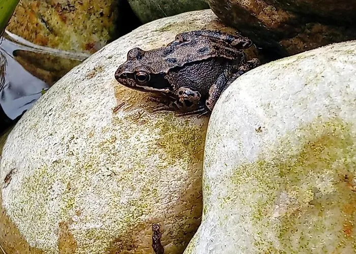 Cosy Garden Bed & Breakfast Alblasserdam